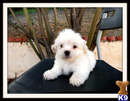 Shih+tzu+puppies+for+sale+in+riverside+county