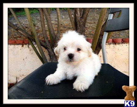 shih tzu puppies for adoption in california teacup yorkie puppy for sale in california san jose dogs for sale breeds picture shih tzu puppies for adoption in california teacup yorkie puppy for sale in california san jose dogs for sale breeds picture