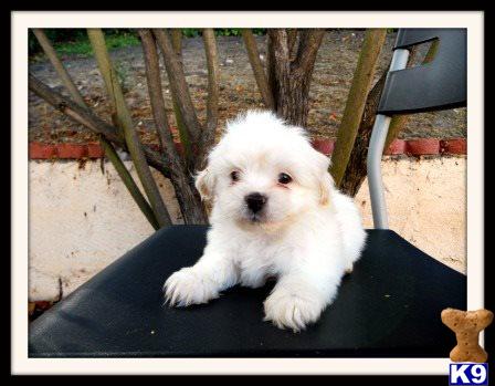 Shih+tzu+puppies+for+sale+in+riverside+ca