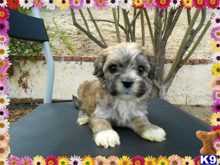 Tiny+shih+tzu+puppies+for+sale+in+ohio