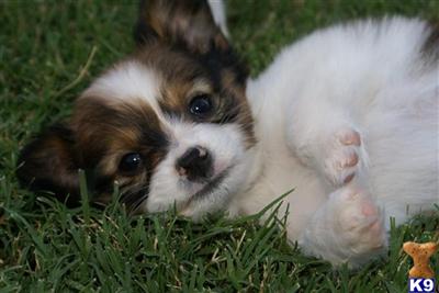 Papillon Puppies for Sale