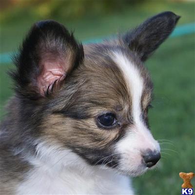 Papillon Puppies for Sale