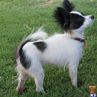 Papillon Puppies for Sale