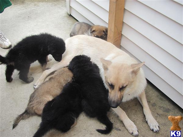 Puppies in Chicago