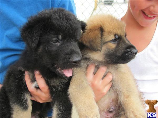 Puppies in Chicago