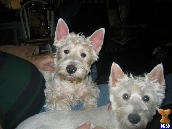 West Highland White Terrier Puppies