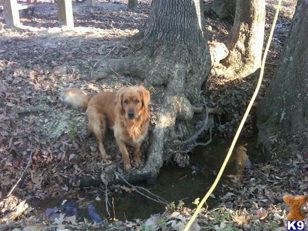 Stud Dogs in VA