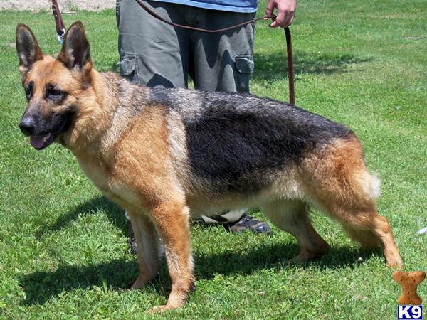Dogs for Sale in MI