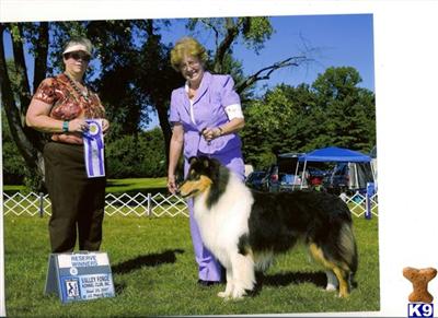 Stud Dogs - Collie