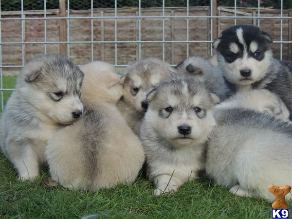 alaskan malamute puppies for sale california malamute husky puppies for sale in california breeds picture alaskan malamute puppies for sale california malamute husky puppies for sale in california breeds picture