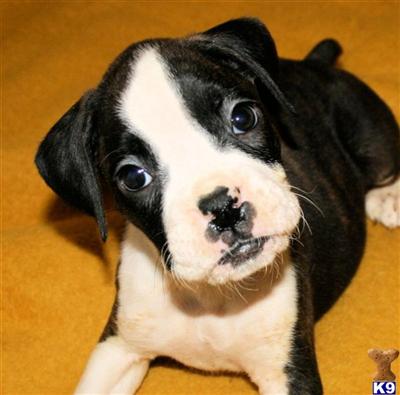 Puppies in IA