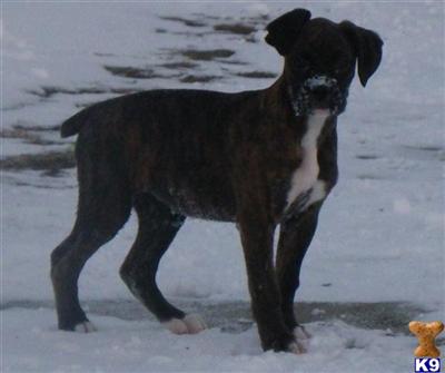 Dogs for Sale in IA