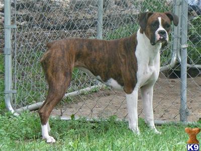 Dogs for Sale in IA