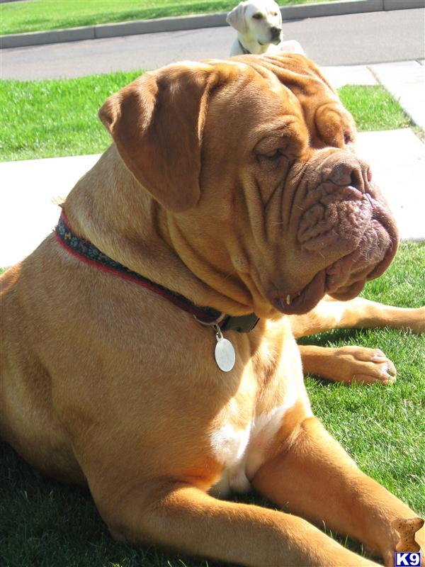 dogue de bordeaux cross pitbull. Dogue De Bordeaux Puppies