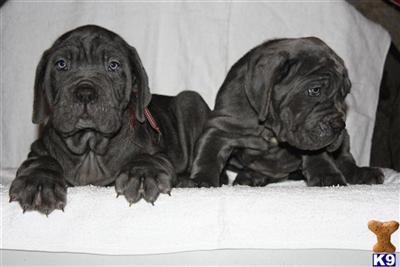 Neapolitan Mastiff Puppies