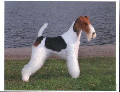 Wire Fox Terrier Puppies for Sale
