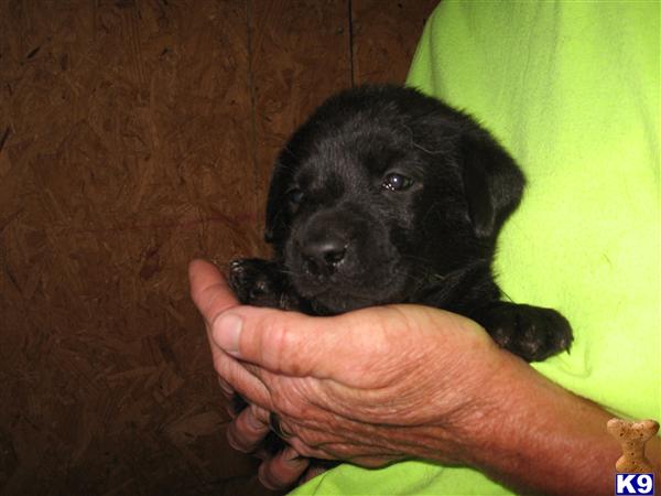 Puppies in Pleasant hope