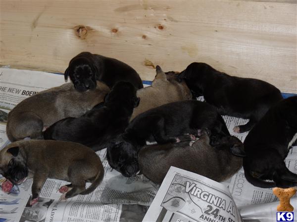 Puppies in AK
