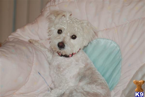 Dogs for Sale in CA