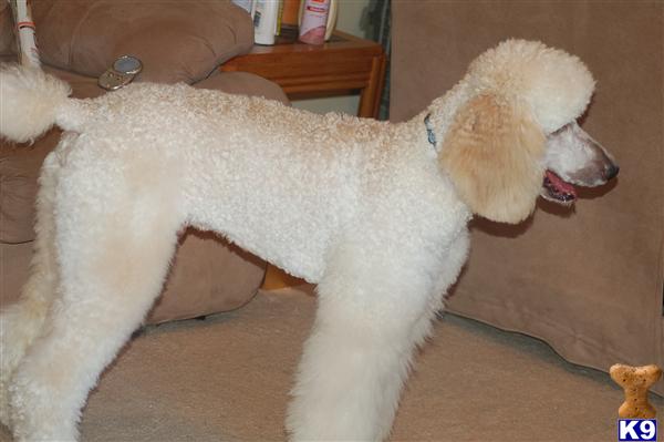 Dogs - Poodle