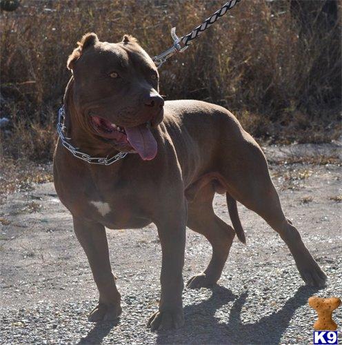 Stud Dogs in TX
