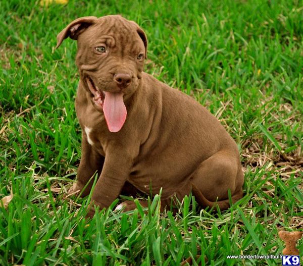 Puppies in TX