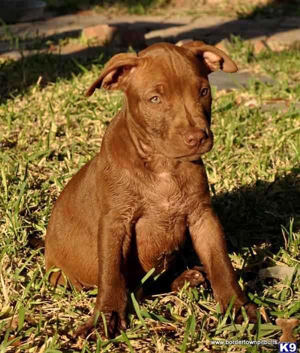 Puppies in TX
