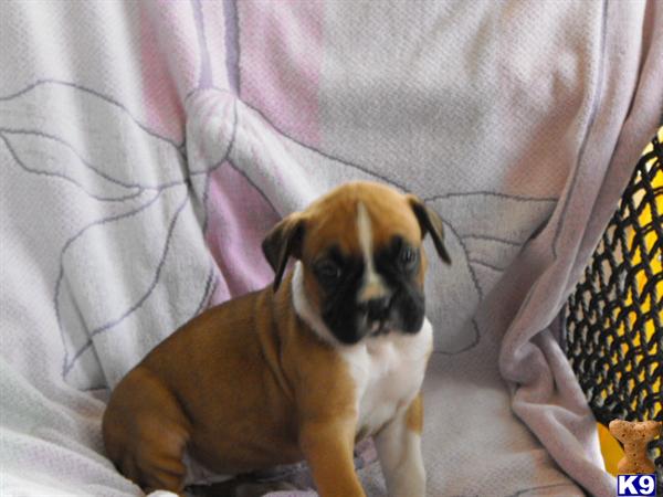 Boxer Puppies