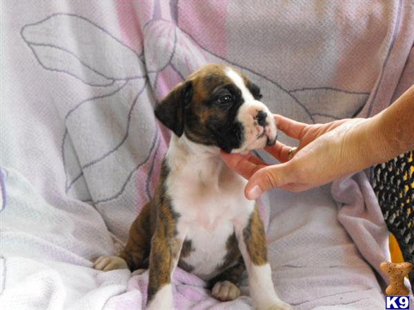 Boxer Puppies