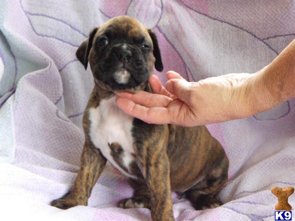 Boxer Puppies