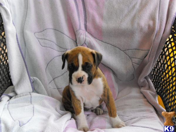 Boxer Puppies in FL