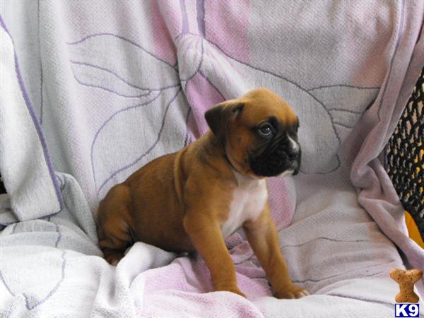 Boxer Puppies