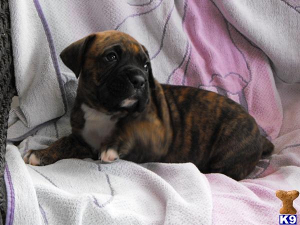 Boxer Puppies
