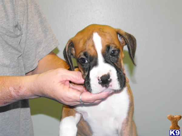 Boxer Puppies