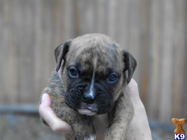 Boxer Puppies