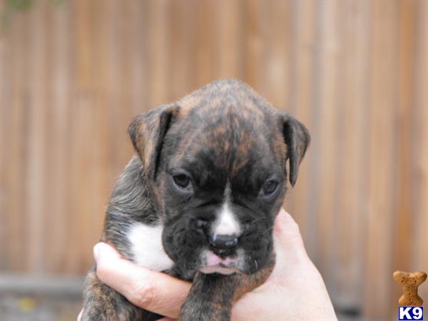 Boxer Puppies