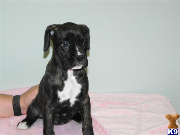 Puppies in FL