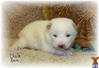 Shiba Inu Puppies for Sale