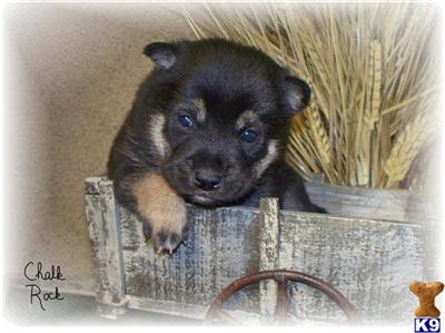 Shiba Inu Puppies for Sale