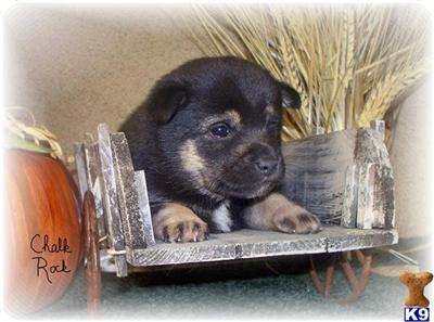 Shiba Inu Puppies for Sale
