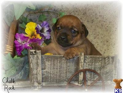 Puppies in NE