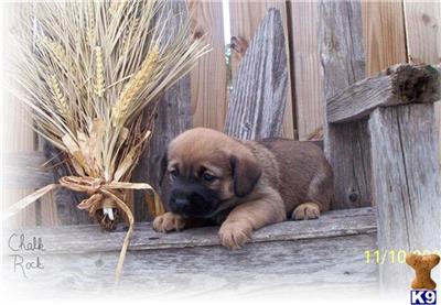 Puppies in NE
