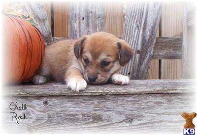 Puppies in NE
