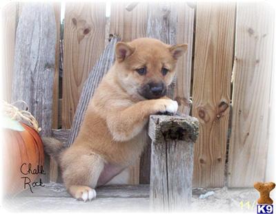 Shiba Inu Puppies for Sale
