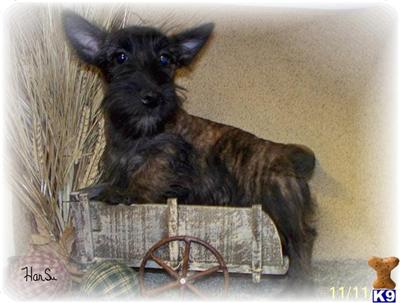 Puppies in NE