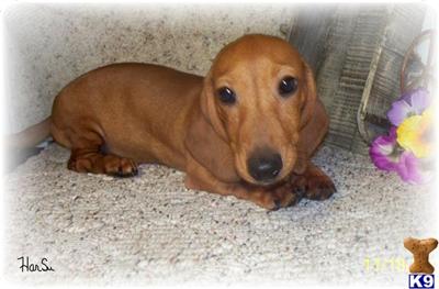 Puppies in NE