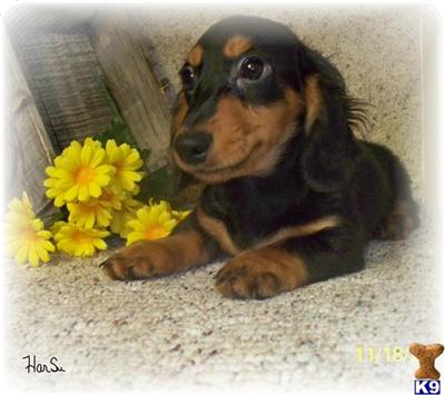 Puppies in NE