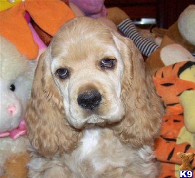 Cocker Spaniel Puppies for Sale