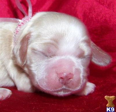 Cocker Spaniel Puppies for Sale