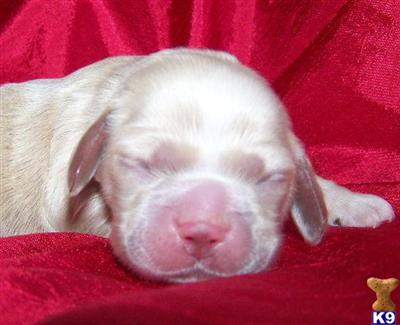 Cocker Spaniel Puppies for Sale